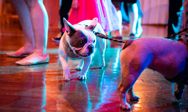 Sacramento Wedding Photographer | Lake Tahoe Wedding Photography | Northern California Wedding Photographer | Dogs at Weddings