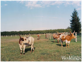 Marysville Wedding | Ranch at Lone Oak Longhorns | Country Wedding | Sarah Maren Photography | Ranch Wedding