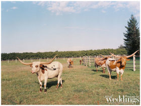 Marysville Wedding | Ranch at Lone Oak Longhorns | Country Wedding | Sarah Maren Photography | Ranch Wedding