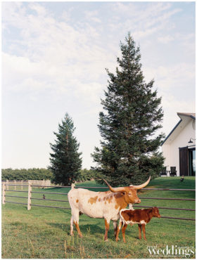 Marysville Wedding | Ranch at Lone Oak Longhorns | Country Wedding | Sarah Maren Photography | Ranch Wedding