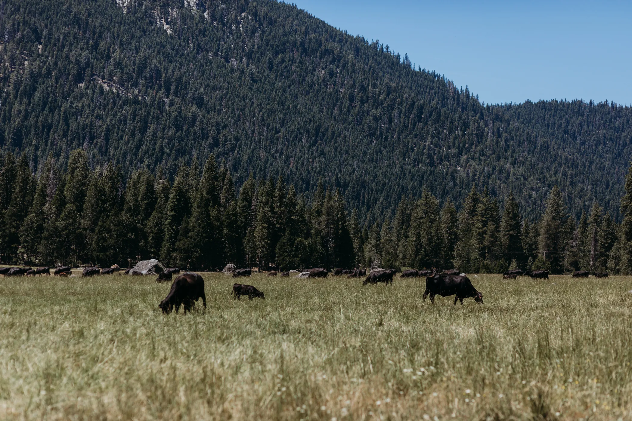 Highlands Ranch Resort-Sacramento-Tahoe-Wedding Venue-Lassen National Forest-Real-Weddings-Magazine