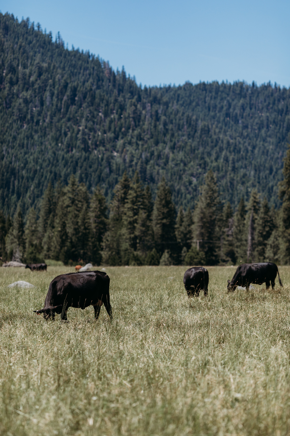 Highlands Ranch Resort-Sacramento-Tahoe-Wedding Venue-Lassen National Forest-Real-Weddings-Magazine