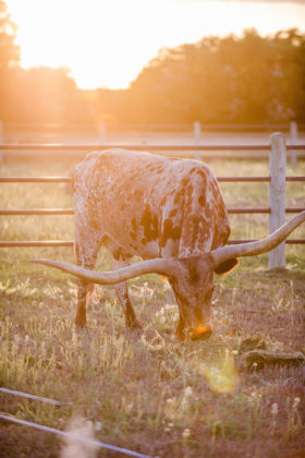 Sacramento Women Supporting Women | Wedding Inspiration | Elegant Rustic Lone Oak Longhorns Styled Shoot