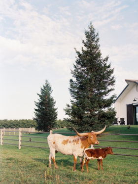 Sacramento Women Supporting Women | Wedding Inspiration | Elegant Rustic Lone Oak Longhorns Styled Shoot