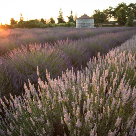 Lavender Fields Wedding Venue