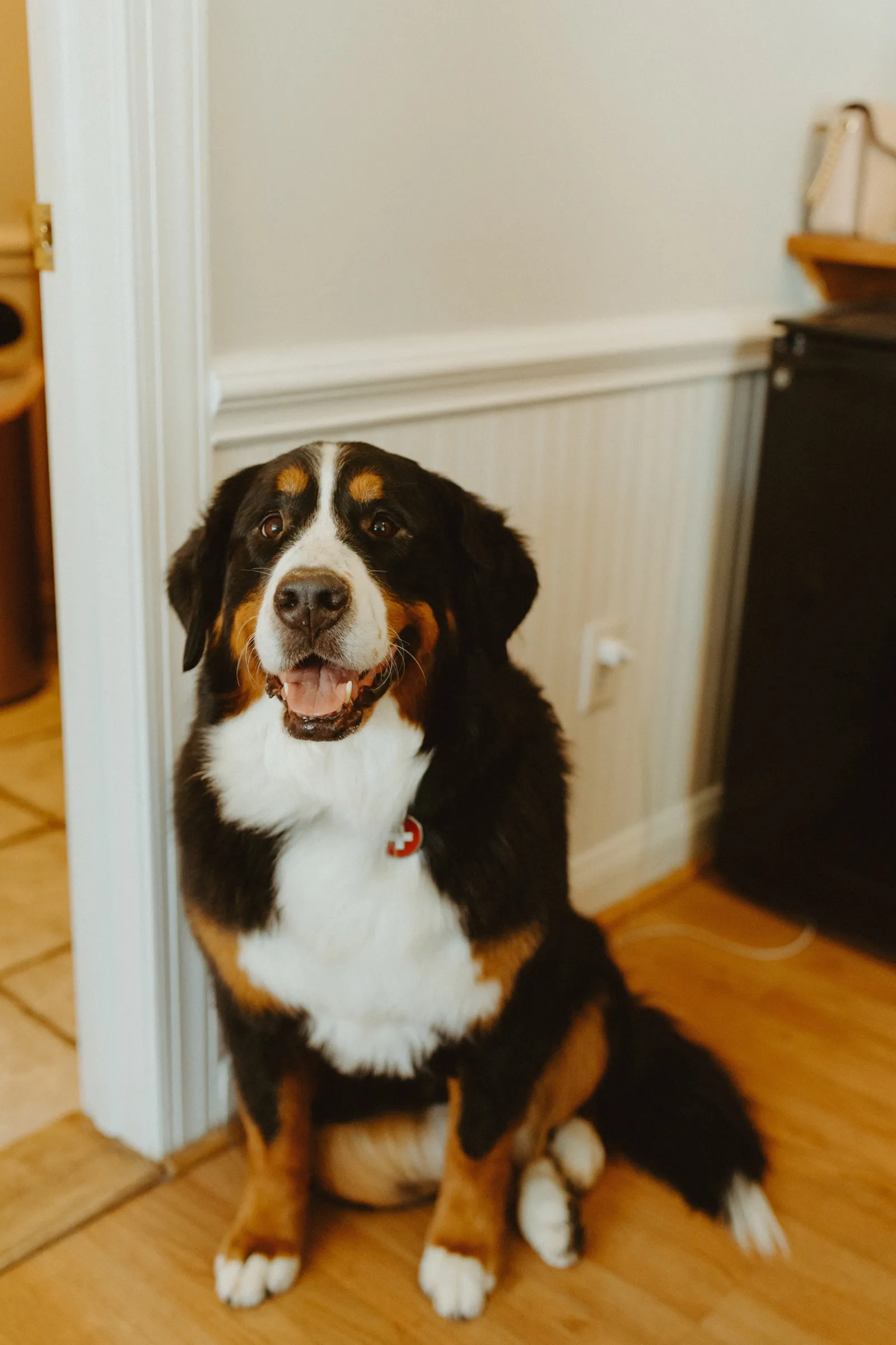 Bernese Mountain Dog smiling at the camera.