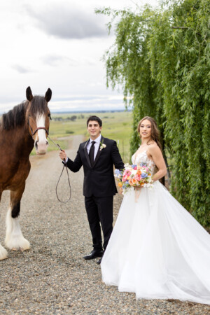 Bride and groom taking wedding photos with a Clydesdale horse at their outdoor and elegant inspired submitted styled shoot at the Barn at Wheatland Hills.