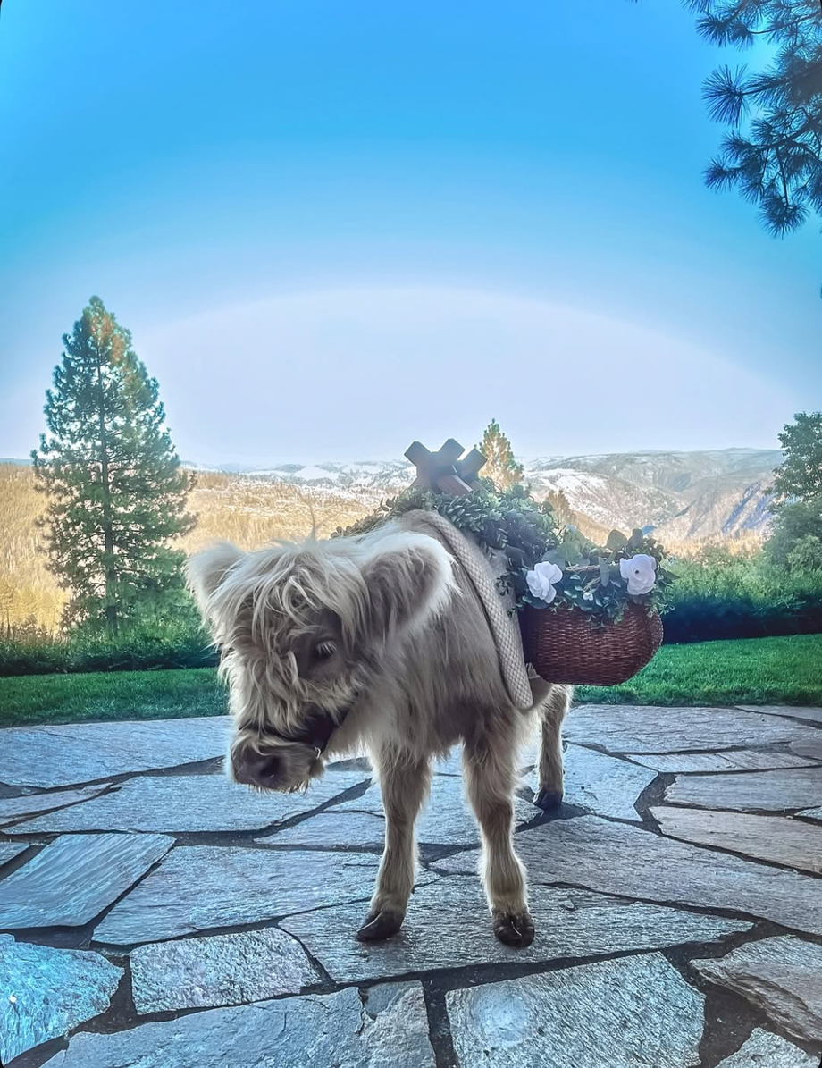 Beer Highland Cows